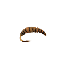 Striped Latex Larva