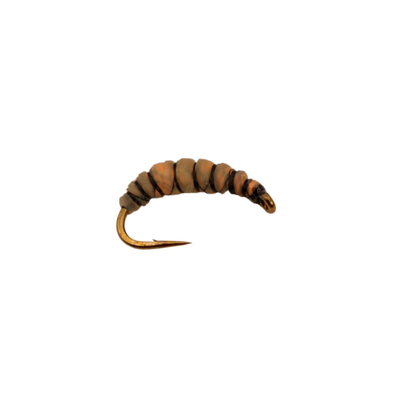 Striped Latex Larva
