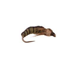 Dark Latex Larva
