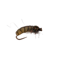 Dajana Stripe Larva