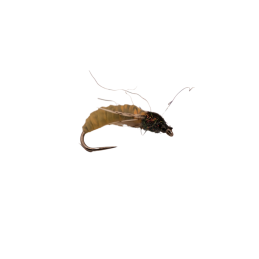 Black Head Larva