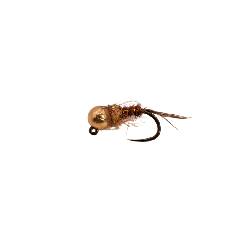 Copper Collar Brown Nymph