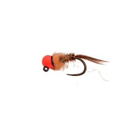 Orange Collar Brown Nymph