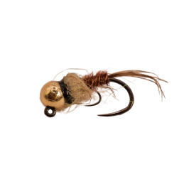 Cream Collar Brown Nymph