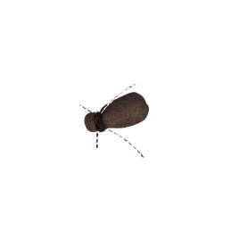 Midnight Beetle