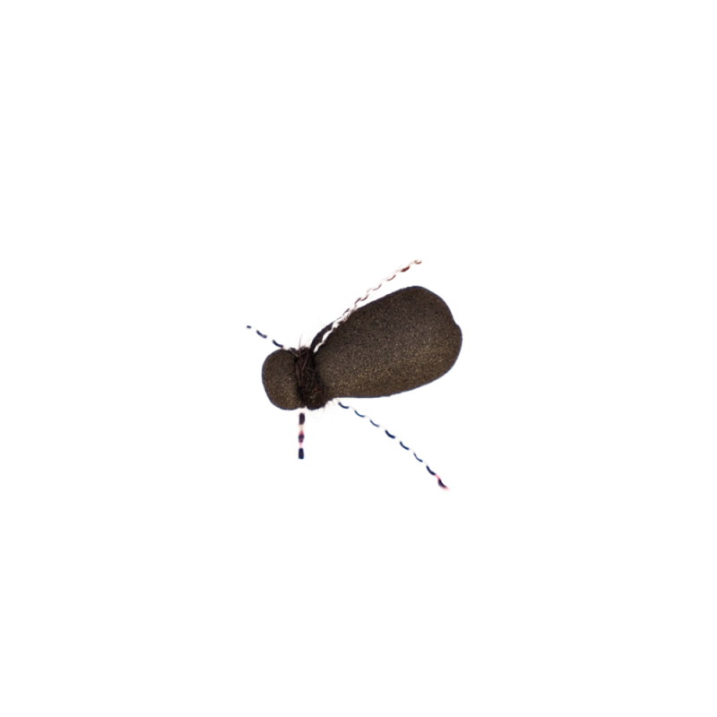 Midnight Beetle
