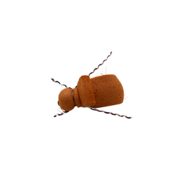 Dark Segment Beetle