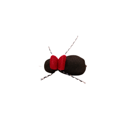 Red Tag Black Beetle