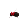 Red Tag Black Beetle