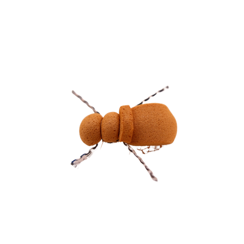 Light Segment Beetle