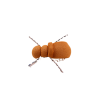 Light Segment Beetle