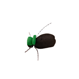 Green Tag Black Beetle