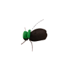 Green Tag Black Beetle