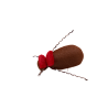Red Tag Beetle
