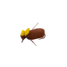 Yellow Tag Beetle