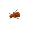 Segment Beetle Foam